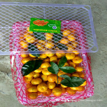 Good Quality Fresh Sweet Baby Mandarin